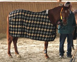 broodmare Dancing Queen (German Riding Pony, 2010, from Dream of Lord)
