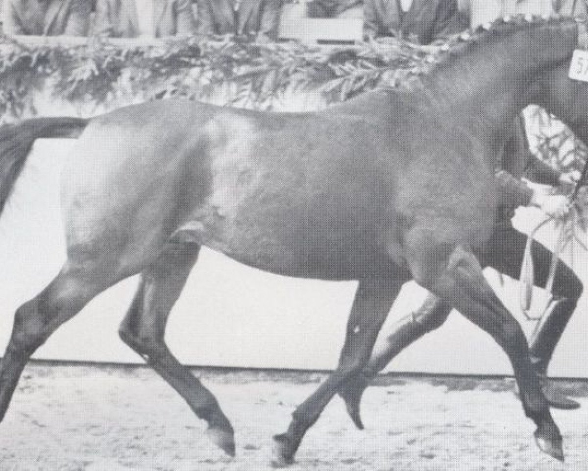 horse Tambur (Holsteiner, 1971, from Thuswin xx)