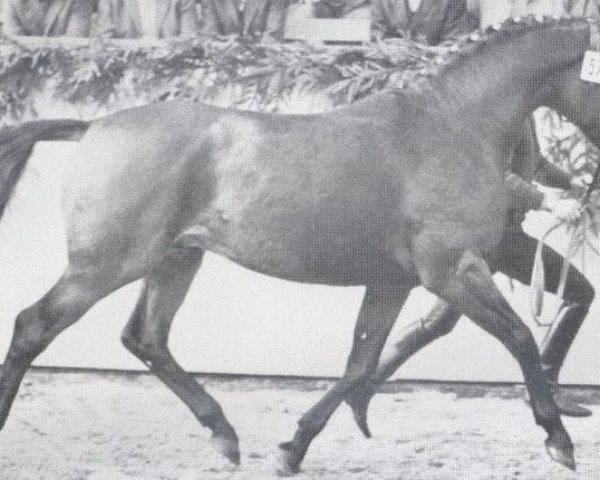 horse Tambur (Holsteiner, 1971, from Thuswin xx)