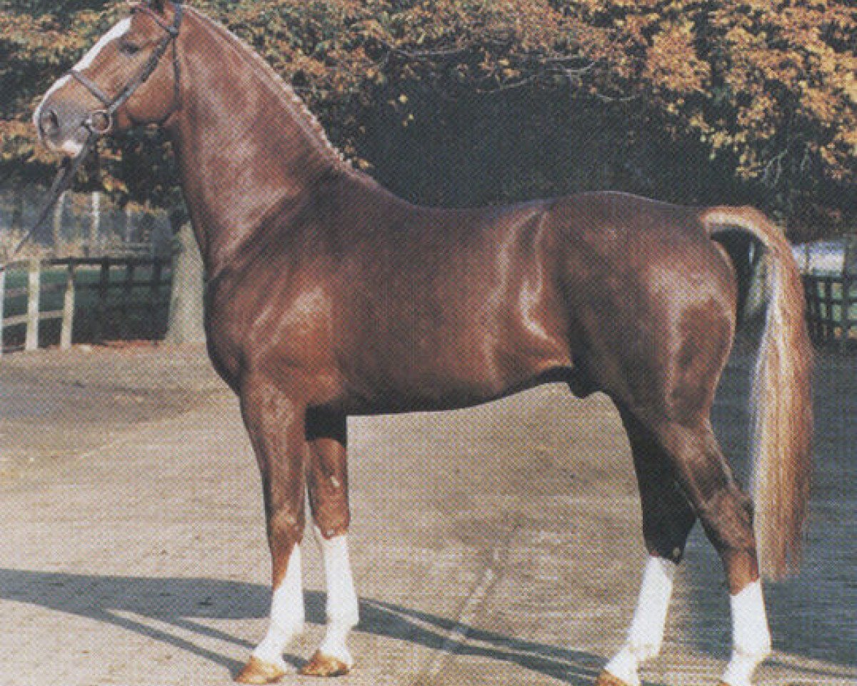 stallion Feingau (Hanoverian, 1980, from Furioso II)