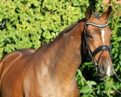 jumper Flotte Deern 4 (Hanoverian, 2002, from Forsyth)