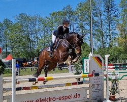 jumper Cimera (Hanoverian, 2013, from Cloney)