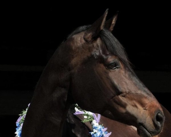 dressage horse Rhapsody Rose (Rhinelander, 2012, from Riccione)