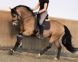 dressage horse Caramellstern (German Riding Pony, 2019, from Tackmann's Cantuccini)