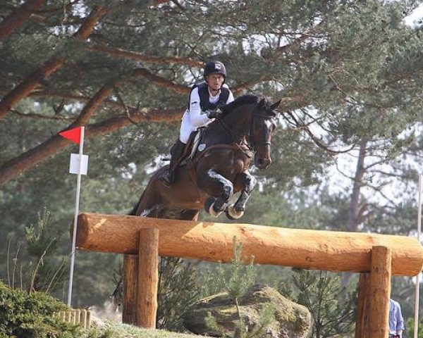 jumper Leopin FST (Sachse, 1999, from Legal Legend xx)