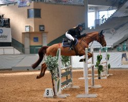 jumper Concret Sp (Oldenburg, 2011, from Concreto 174 FIN)