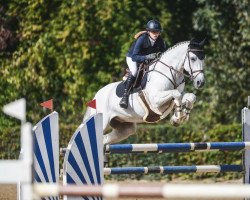 jumper Cincinnati Gun (Hessian Warmblood, 2008, from Colman)