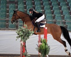 jumper Astoria Rk (Mecklenburg, 2016, from Arko III)
