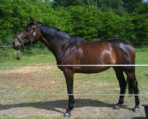 horse Càdiz B (Oldenburg, 2009, from Serano Gold)
