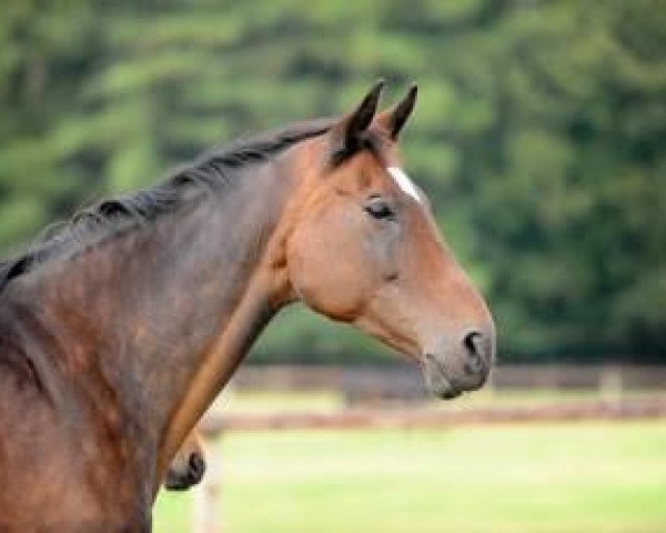 broodmare Ruling Aletta (Oldenburg, 1992, from Aletto)