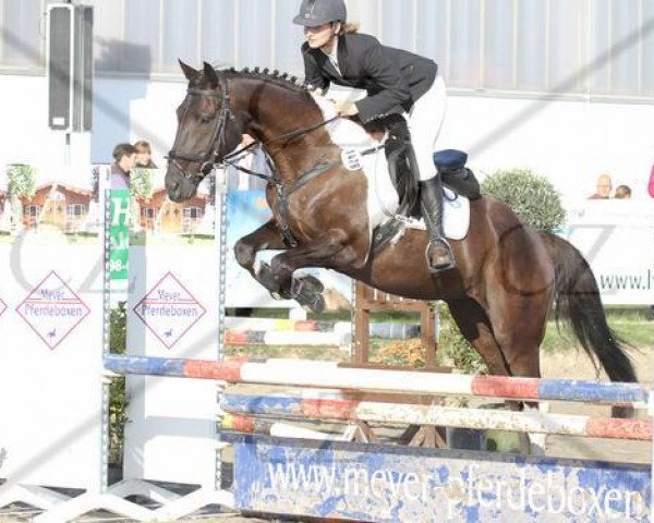 Pferd Theodor 18 (Deutsches Reitpferd, 2005) Pferd Theodor 18 (Deutsches Reitpferd, 2005)