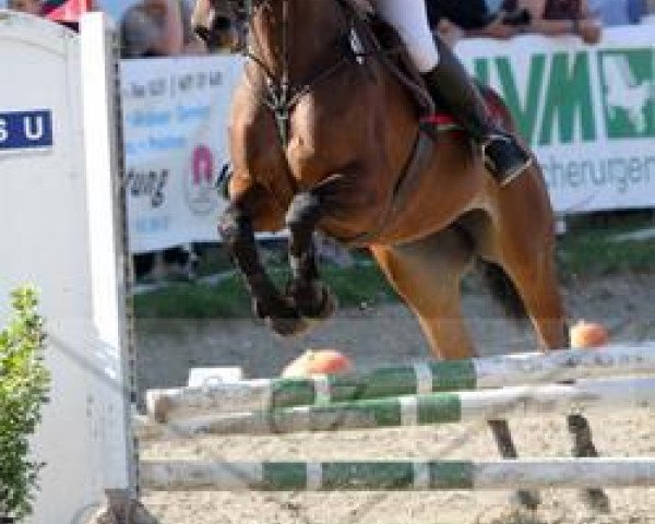 Springpferd Liene S (Oldenburger, 2000, von Lancado)