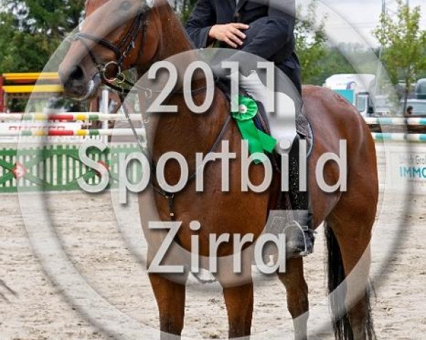 Springpferd Salvatore D (Westfale, 2004, von Spaceman)