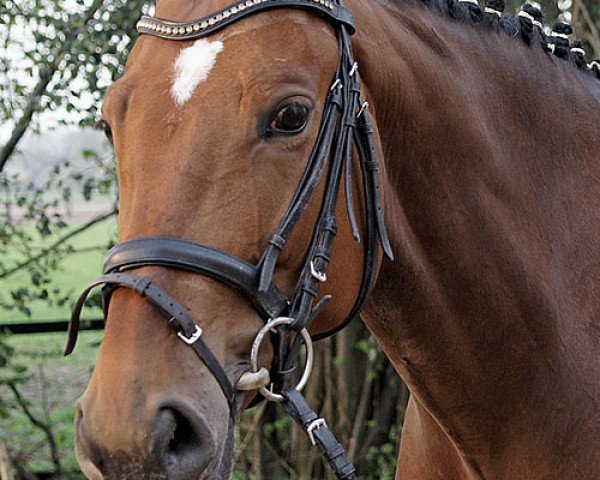 horse Conquest (Westphalian, 2004, from Couleur Rubin)