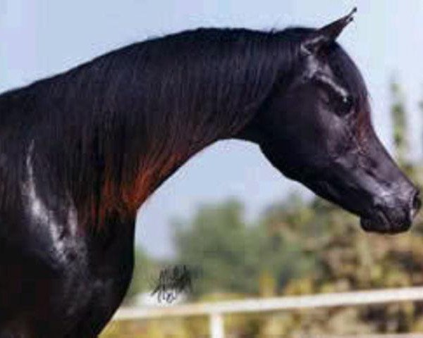 broodmare Madbut 1984 ox (Arabian purebred, 1984, from El Aswad 1974 EAO)