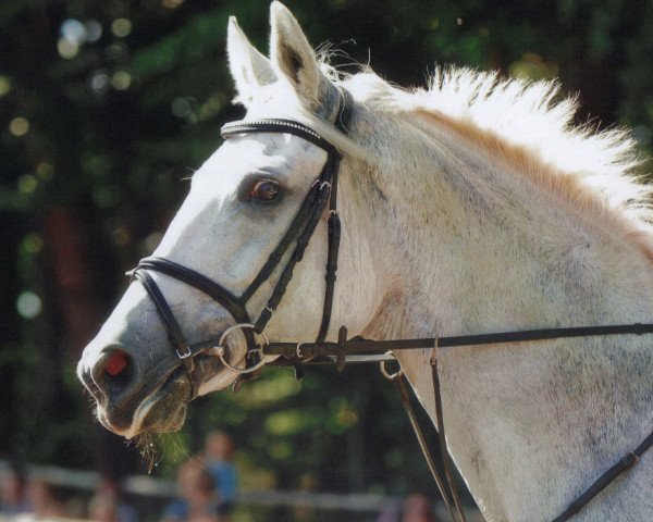 Springpferd Espania 15 (Hannoveraner, 2000, von Escudo II)