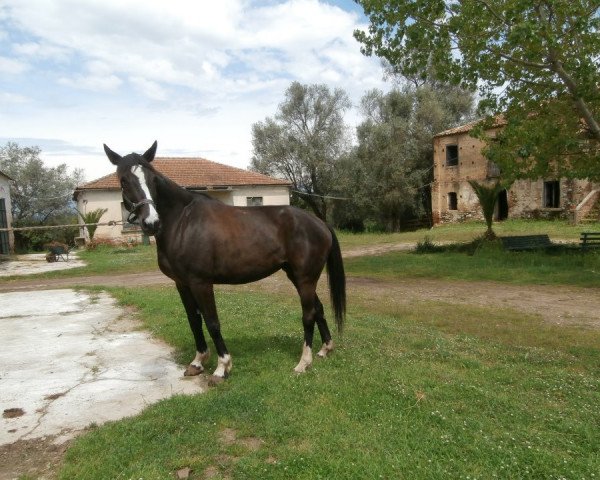 Zuchtstute Free dei Castellani (Italienisches Warmblut, 2002, von Freestyle)