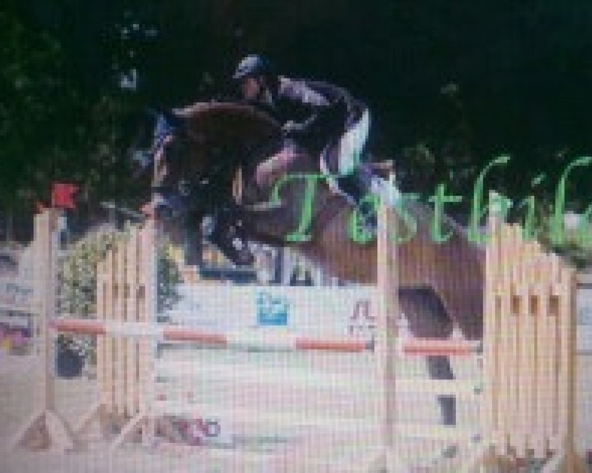 Cavallo da salto Quidams Quantara L.e. (Oldenburger, 2006, di Quidam's Rubin)