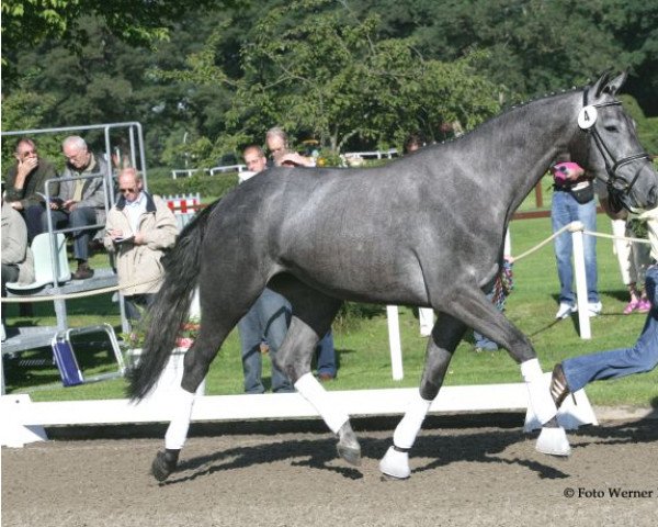 Fattrice Charis M (Hannoveriano, 2004, di Contendro I)