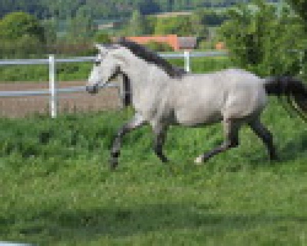 broodmare Steverheides Drachentanz (German Riding Pony, 2016, from Dressman IV)