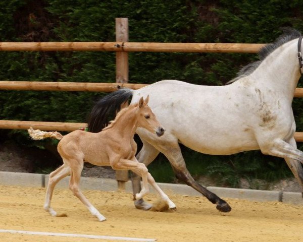 horse Steverheides Alabaster (German Riding Pony, 2022, from A Gorgeous)