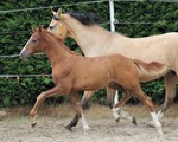 horse Steverheides Alors on danse (German Riding Pony, 2020, from A Gorgeous)