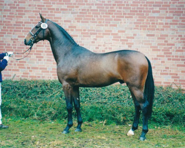 horse Popocat (Westphalian, 1998, from Prinz Wilhelm)