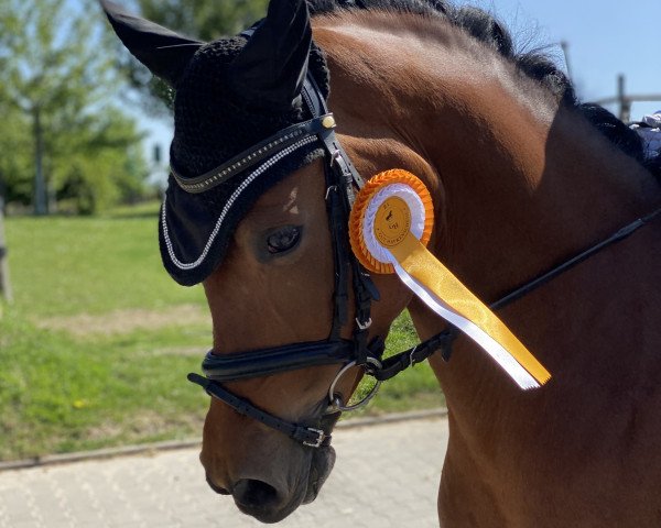 Zuchtstute Grete 73 (Deutsches Reitpony, 2012, von Golden Rock)