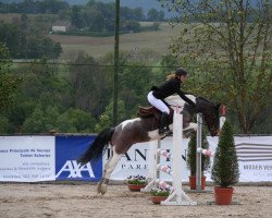 jumper Ashleigh (Welsh Mix, 2007, from Poldy)