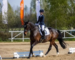 Springpferd Daland (Rheinländer, 2008, von Dynast)