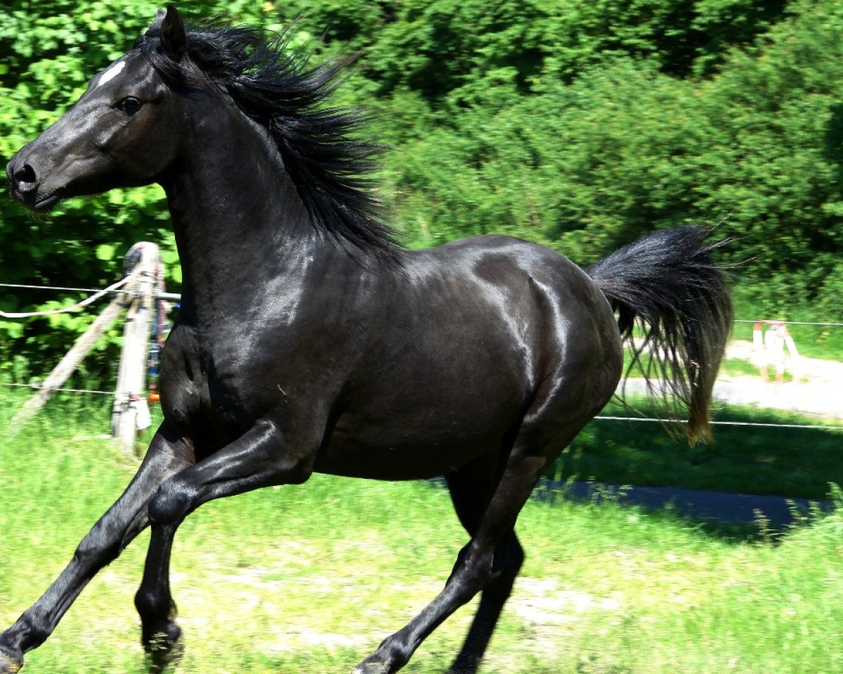 horse Dacapo (German Riding Pony, 2011, from Davenport II)