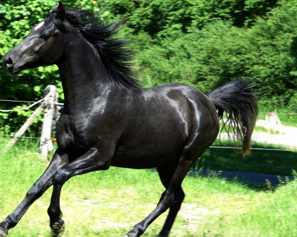 horse Dacapo (German Riding Pony, 2011, from Davenport II)