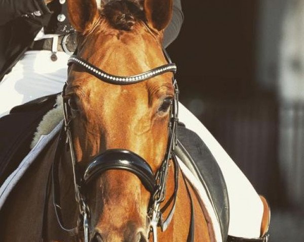dressage horse Vulkano 14 (German Sport Horse, 2015, from Van Vivaldi)