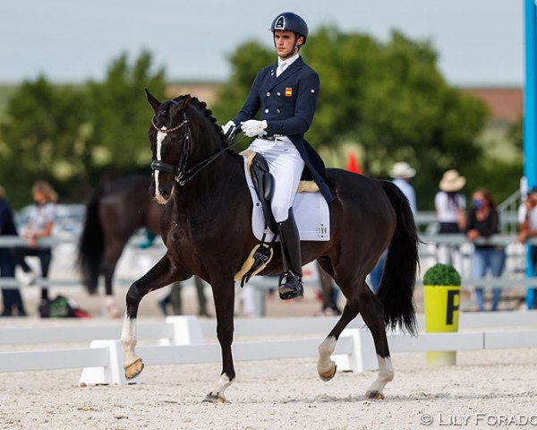 Pferd Birkin (Württemberger, 2013, von Bretton Woods)