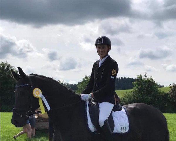 dressage horse Dantissimo (German Sport Horse, 2015, from Dante Weltino Old) dressage horse Dantissimo (German Sport Horse, 2015, from Dante Weltino Old)