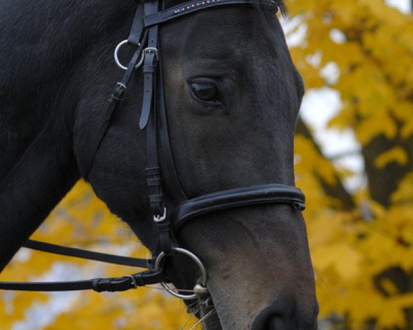 horse Corea Son (German Warmblood, 1995, from Corea)