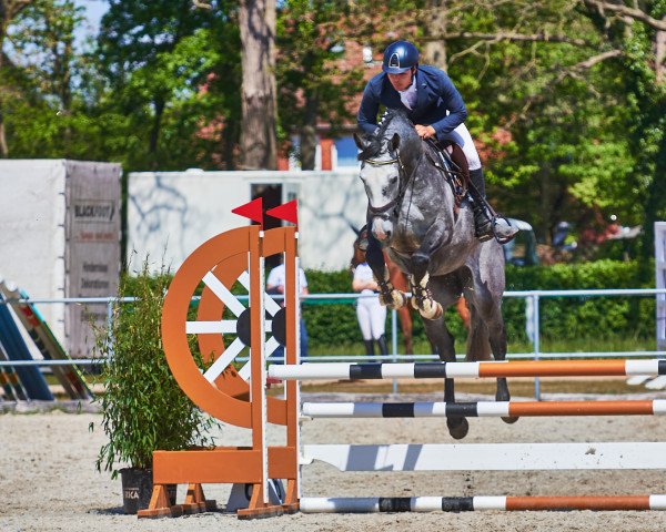 jumper Camar the Gray (Holsteiner, 2017, from Casall Ask)