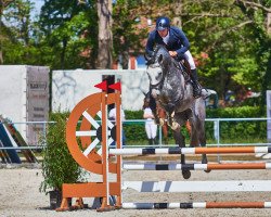 jumper Camar the Gray (Holsteiner, 2017, from Casall Ask)