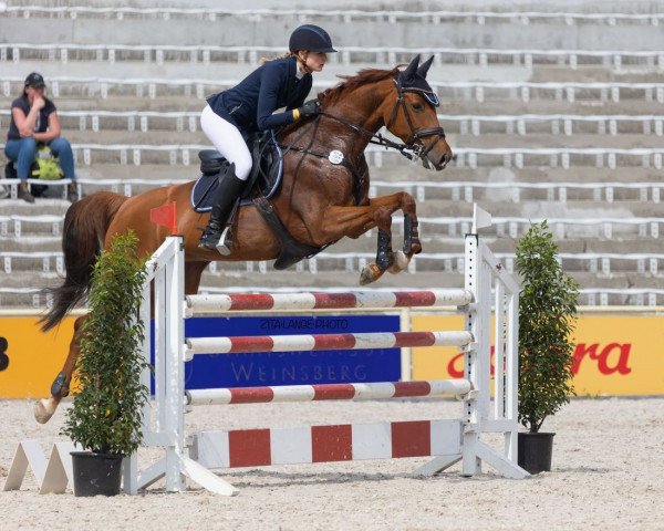 jumper Diligence (Mecklenburg, 2013, from Diamiro)
