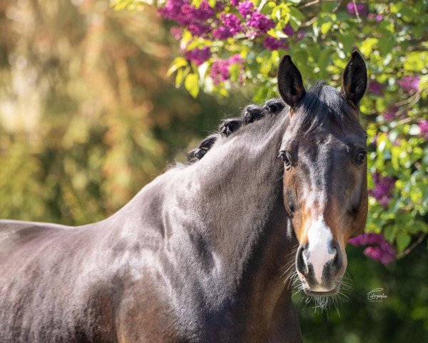 horse Santiago (Hanoverian, 2012, from Sir Donnerhall I)