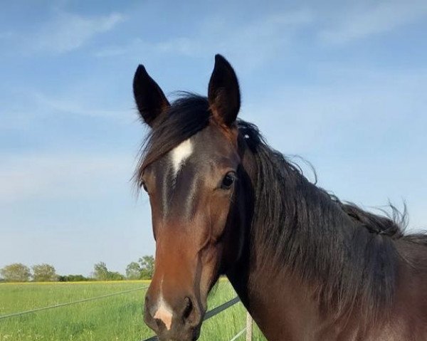 broodmare Davina Gold (Hanoverian, 2021, from Dia Pleasure)