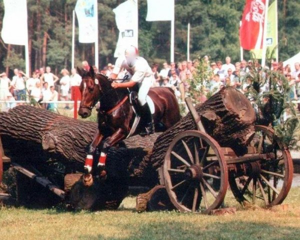 broodmare Tosca Queen (Hanoverian, 1989, from Trajan) broodmare Tosca Queen (Hanoverian, 1989, from Trajan)
