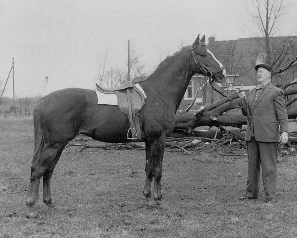stallion Marco Polo (Hanoverian, 1962, from Marconi)