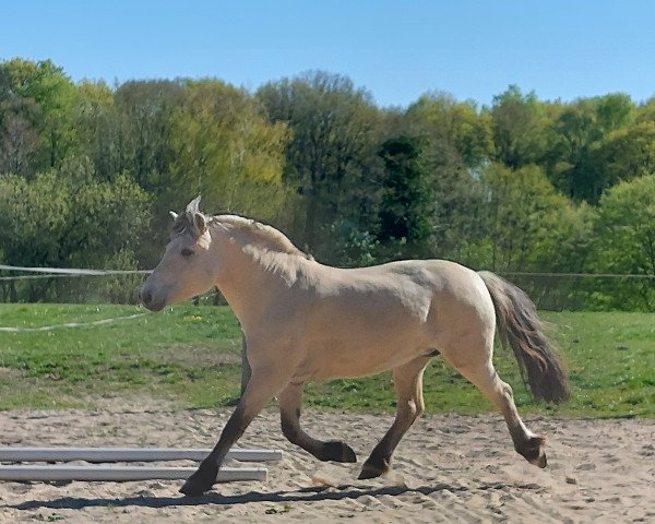 broodmare Anni-Frid (Fjord Horse, 2012, from Resen N.2673)