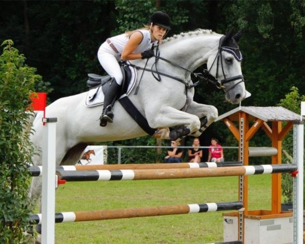 jumper Sir Heinrich 5 (German Sport Horse, 2006, from Sandro Song Junior)
