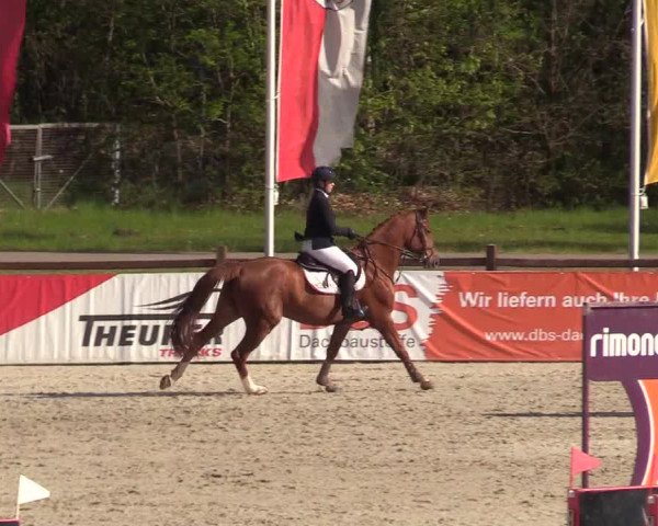 Reitturnier Westergellersen 2022