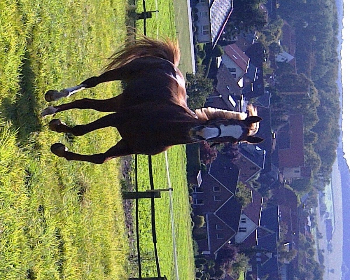 dressage horse Pia-Lotta 8 (Westphalian, 2000, from Pep)