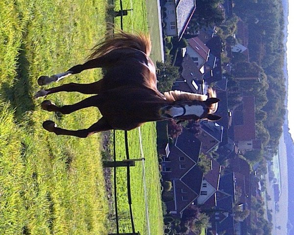 dressage horse Pia-Lotta 8 (Westphalian, 2000, from Pep)