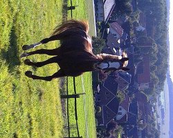 dressage horse Pia-Lotta 8 (Westphalian, 2000, from Pep)