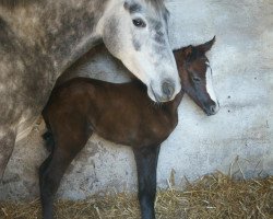 Zuchtstute Sweet Little Hera KB (Deutsches Reitpony, 2013, von Towerlands Anglezarke 2)